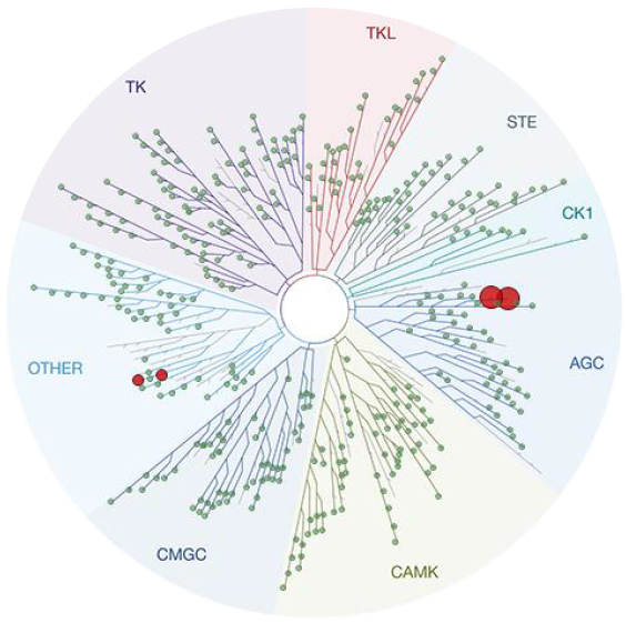 CVT-100069 at 400 nM