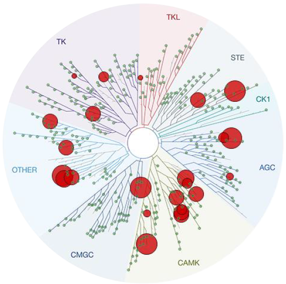 Hydroxy-Fasudil in ROCKI